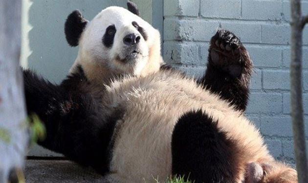 نيمار، البرازيل، لويز، الحكم